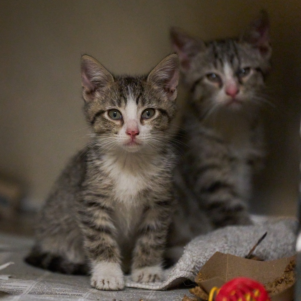 Shelter Stray Male Cat last seen , Memphis, TN 38133