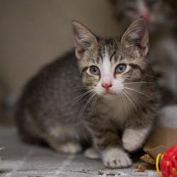 Shelter Stray Male Cat last seen , Memphis, TN 38133