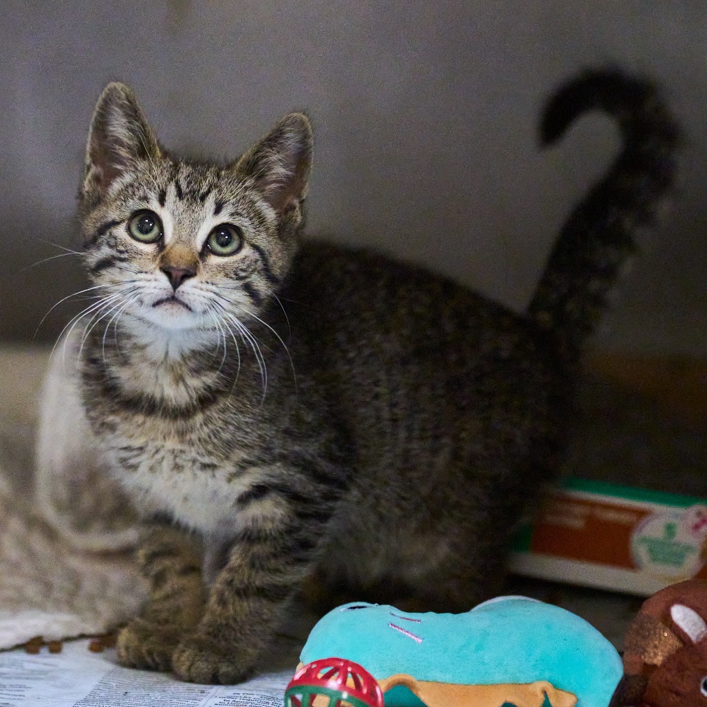 Shelter Stray Female Cat last seen , Memphis, TN 38133