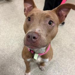 Shelter Stray Female Dog last seen , Jacksonville, FL 32216