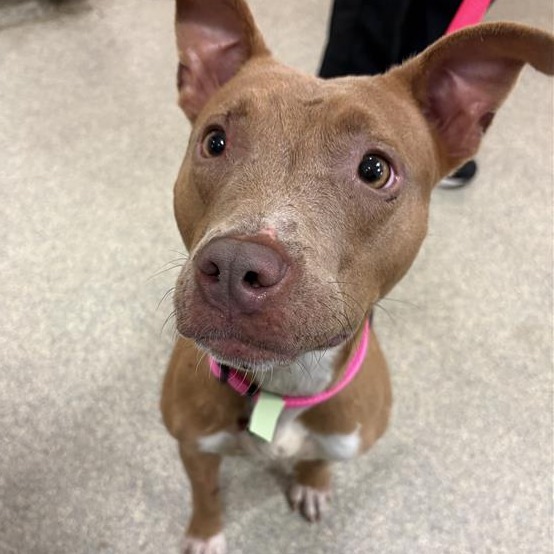Shelter Stray Female Dog last seen , Jacksonville, FL 32216