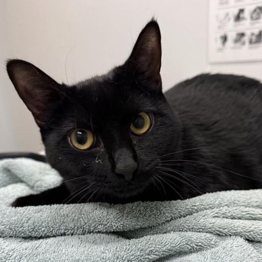 Shelter Stray Female Cat last seen , Jacksonville, FL 32216