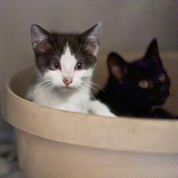 Shelter Stray Female Cat last seen , Memphis, TN 38133