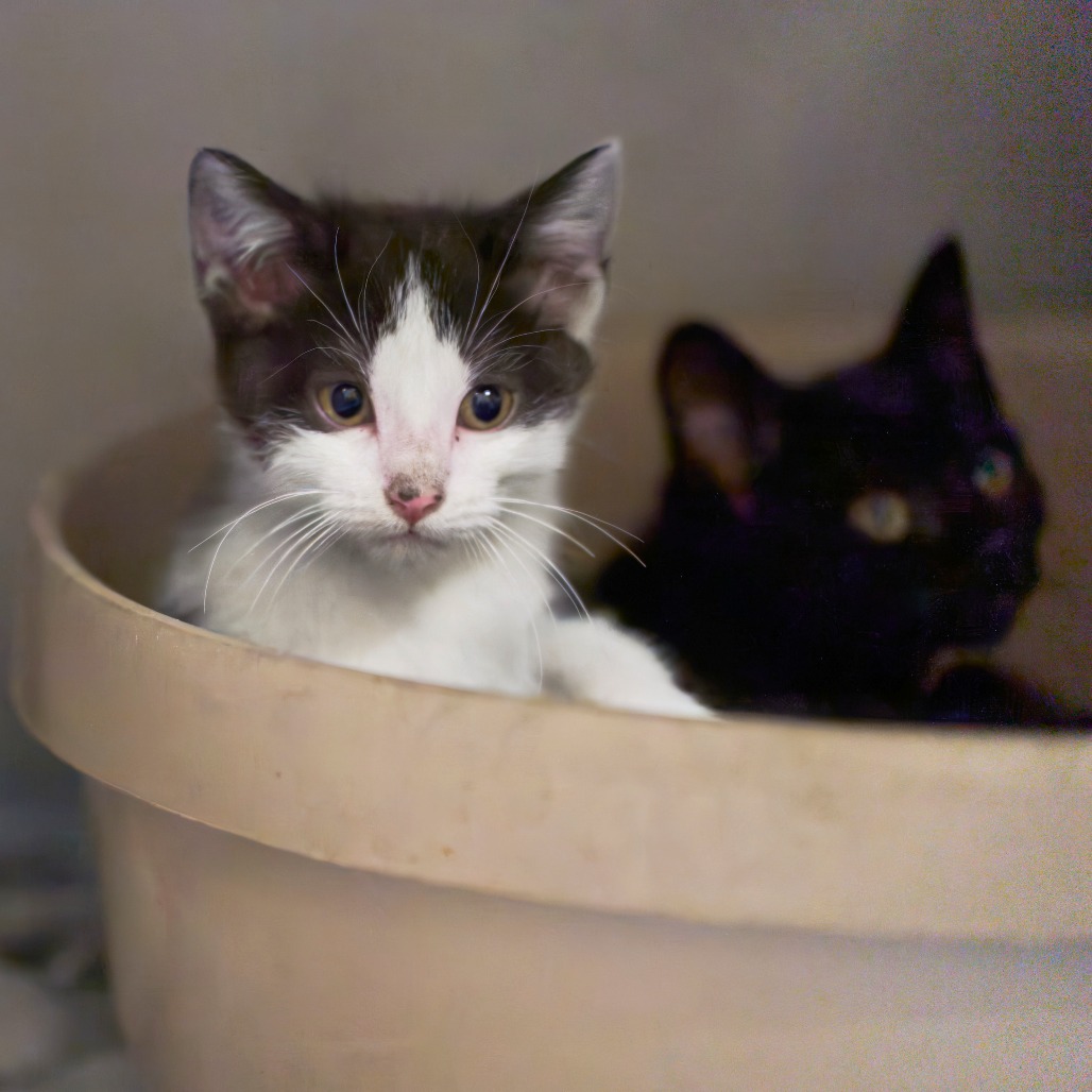 Shelter Stray Female Cat last seen , Memphis, TN 38133