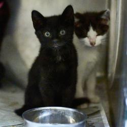 Shelter Stray Female Cat last seen , Memphis, TN 38133
