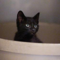 Shelter Stray Male Cat last seen , Memphis, TN 38133