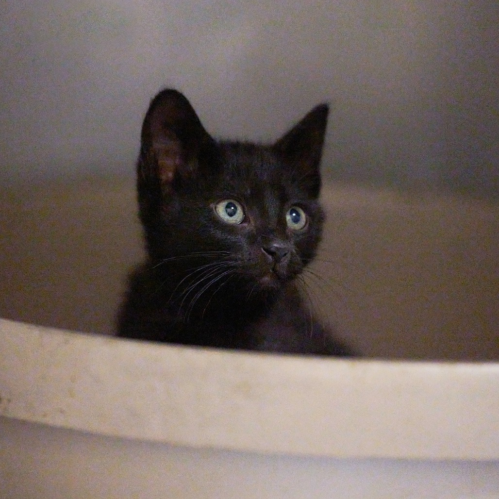 Shelter Stray Male Cat last seen , Memphis, TN 38133