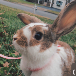 Shelter Stray Female Rabbit last seen , Philadelphia, PA 19140