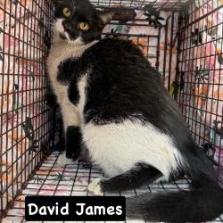 Shelter Stray Female Cat last seen , Philadelphia, PA 19140