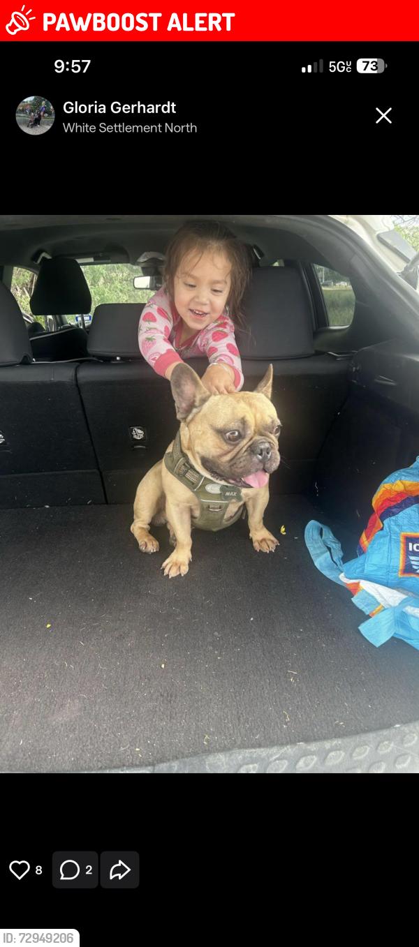 Lost Male Dog last seen Hallvale and Clifford , White Settlement, TX 76108