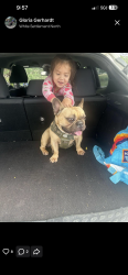 Lost Male Dog last seen Hallvale and Clifford , White Settlement, TX 76108