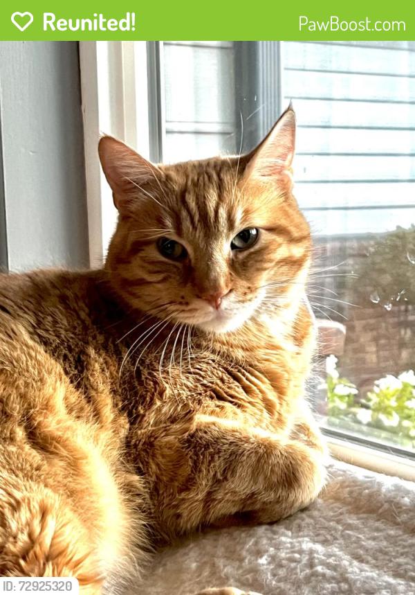 Reunited Male Cat last seen Lynnrae St and Countryside St , Wichita, KS 67207