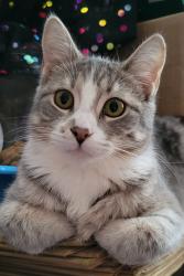 Reunited Female Cat last seen Ross and Capital, Auburn, NY 13021