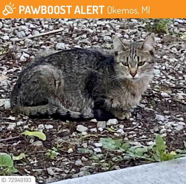 Found/Stray Unknown Cat last seen Hamilton Rd & Dobie Rd, Okemos, MI 48864