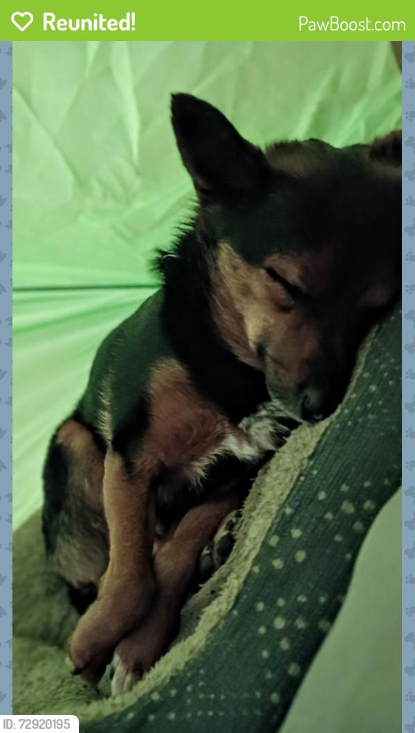 Reunited Male Dog last seen Stonebridge Park, Vinton, VA 24179
