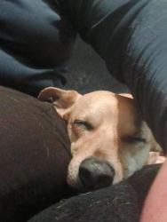 Reunited Male Dog last seen In between McKenzie and divisadero on Glen, Fresno, CA 93701