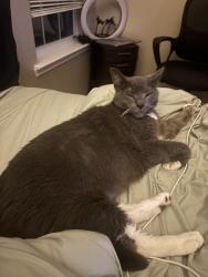 Found/Stray Male Cat last seen Public Storage Rogerdale , Houston, TX 77042