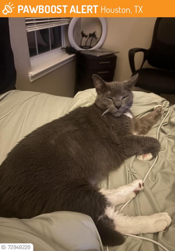 Found/Stray Male Cat last seen Public Storage Rogerdale , Houston, TX 77042
