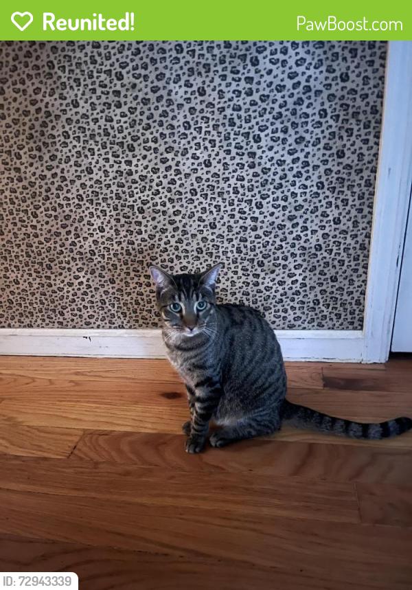 Reunited Female Cat last seen Bradley Avenue, San Jose, CA 95128