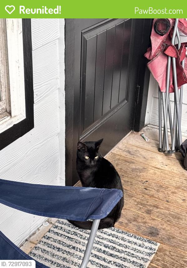 Reunited Unknown Cat last seen Manhattan apmts building 7, Corpus Christi, TX 78414