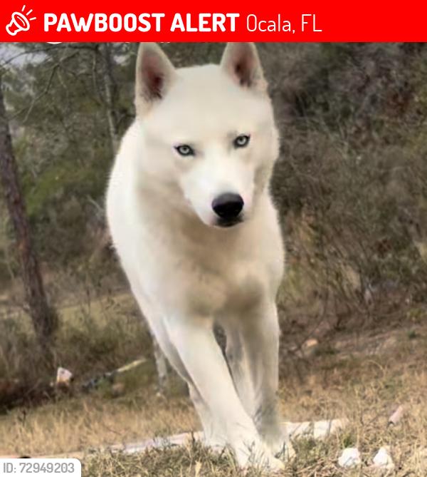 Lost Male Dog last seen Ross prairie elementary, Ocala, FL 34473