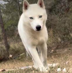 Lost Male Dog last seen Ross prairie elementary , Ocala, FL 34473