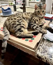 Reunited Female Cat last seen Windhaven & Parkwood, Plano, TX 75024