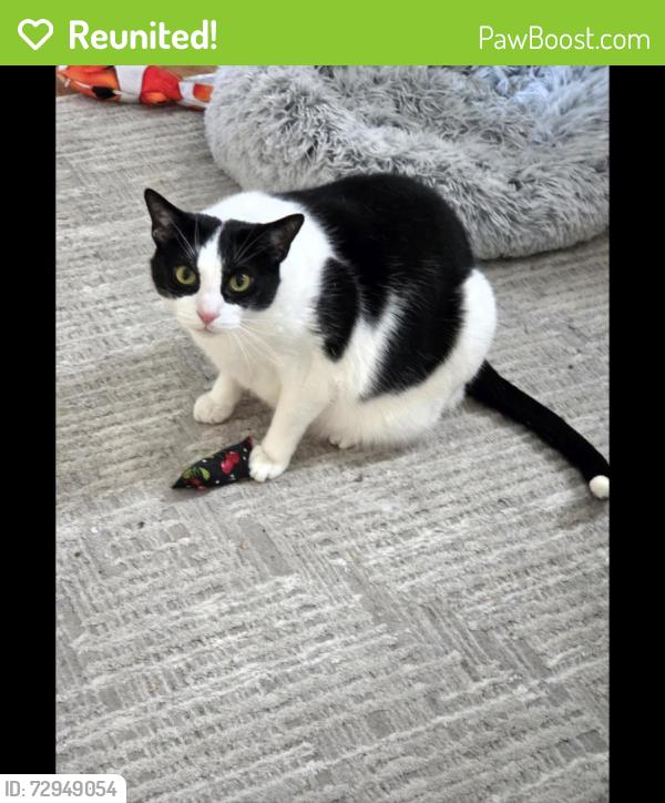 Reunited Male Cat last seen Albany, Chicago, IL 60625
