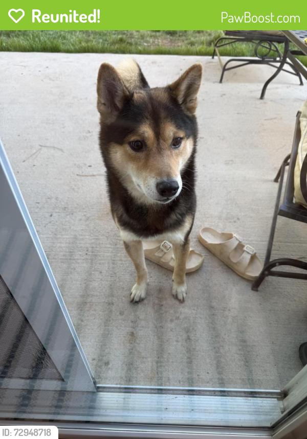 Reunited Male Dog last seen O’Neill overlook neighborhood , Clayton, NC 27520