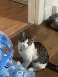 Lost Male Cat last seen 5100-5124 Auburn Way N, Auburn, WA 98002 , Auburn, WA 98002