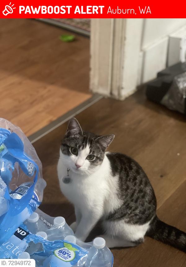 Lost Male Cat last seen 5100-5124 Auburn Way N, Auburn, WA 98002 , Auburn, WA 98002