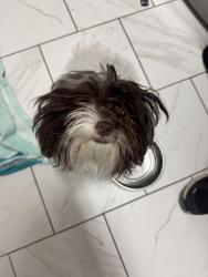 Found/Stray Female Dog last seen Riverway and Woode Creek , Wylie, TX 75098