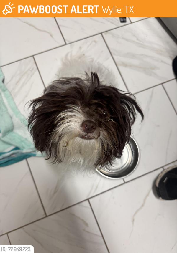 Found/Stray Female Dog last seen Riverway and Woode Creek , Wylie, TX 75098