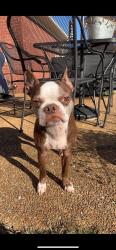 Lost Male Dog last seen Speedy Gas station , Medina, TN 38355