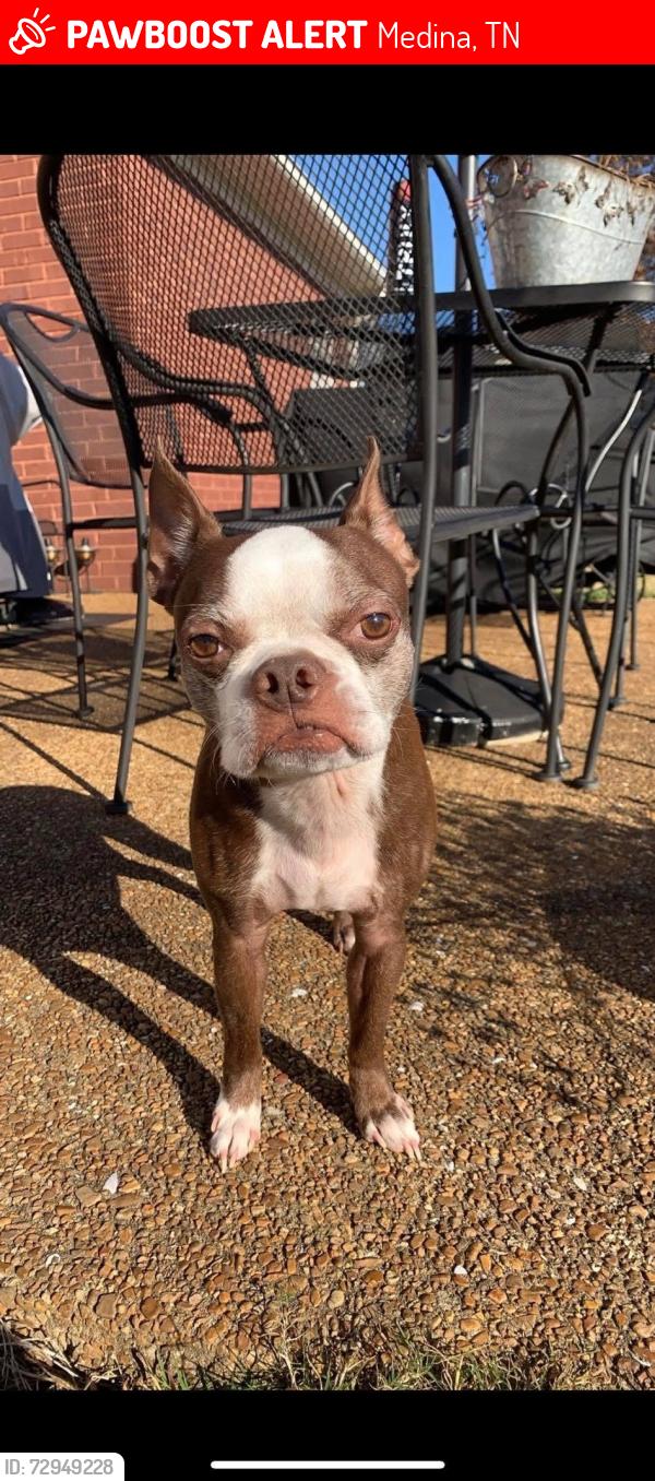 Lost Male Dog last seen Speedy Gas station , Medina, TN 38355