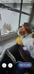 Reunited Male Cat last seen Indian creek parkway, Jupiter, FL 33458