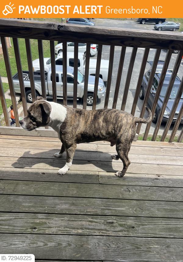Found/Stray Male Dog last seen On the corner of Kersey St, and Kersey Ct, Greensboro, NC 27406