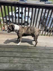Found/Stray Male Dog last seen On the corner of Kersey St, and Kersey Ct, Greensboro, NC 27406
