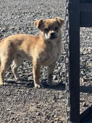 Found/Stray Unknown Dog last seen Across from Highland High School, Cowiche, WA 98923