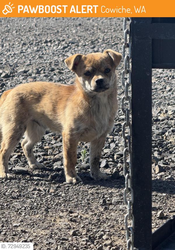 Found/Stray Unknown Dog last seen Across from Highland High School, Cowiche, WA 98923