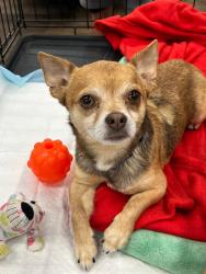 Reunited Male Dog last seen Chappell loop Road, Leland, NC 28451