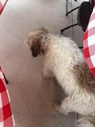 Found/Stray Male Dog last seen Hillside, Mount Dora, FL 32757