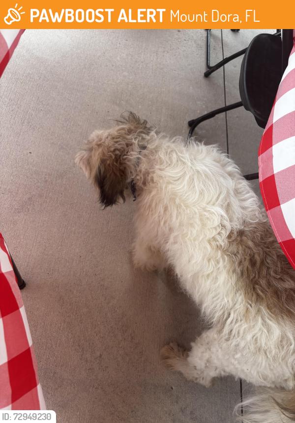 Found/Stray Male Dog last seen Hillside, Mount Dora, FL 32757