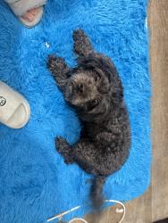 Found/Stray Female Dog last seen Station Gas 7/11 seven eleven , Muscoy, CA 92407
