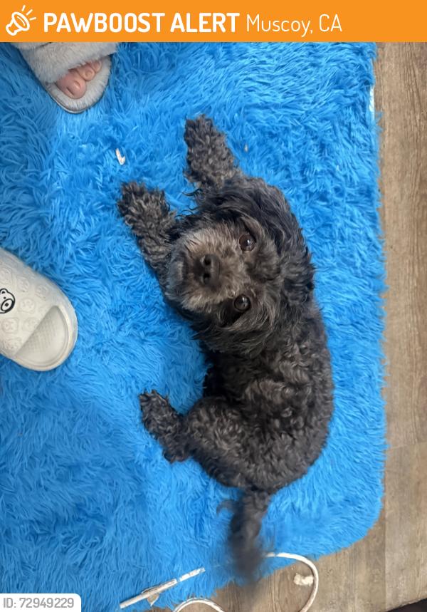 Found/Stray Female Dog last seen Station Gas 7/11 seven eleven , Muscoy, CA 92407