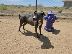 Shelter Stray Female Dog last seen , California City, CA 93505