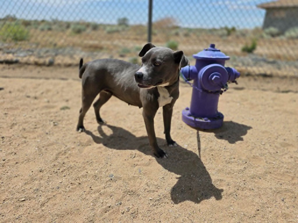 Shelter Stray Female Dog last seen , California City, CA 93505