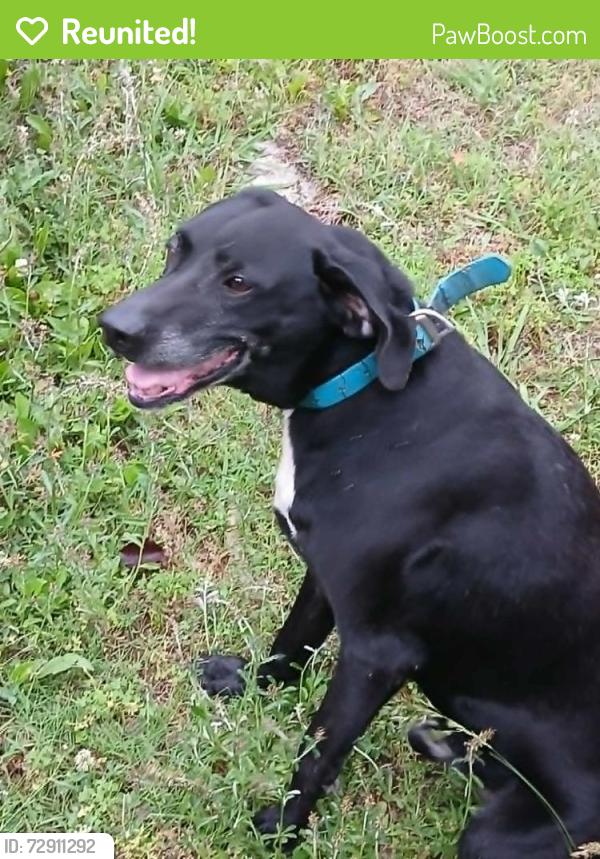 Reunited Male Dog last seen Intersection of Miser Station Road & North Union Grove Road, Friendsville, TN 37737