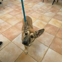 Shelter Stray Female Dog last seen , California City, CA 93505