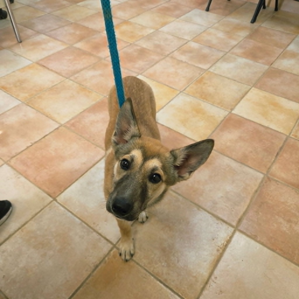 Shelter Stray Female Dog last seen , California City, CA 93505